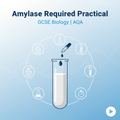 GCSE Biology Amylase Required Practical Worksheet for AQA students